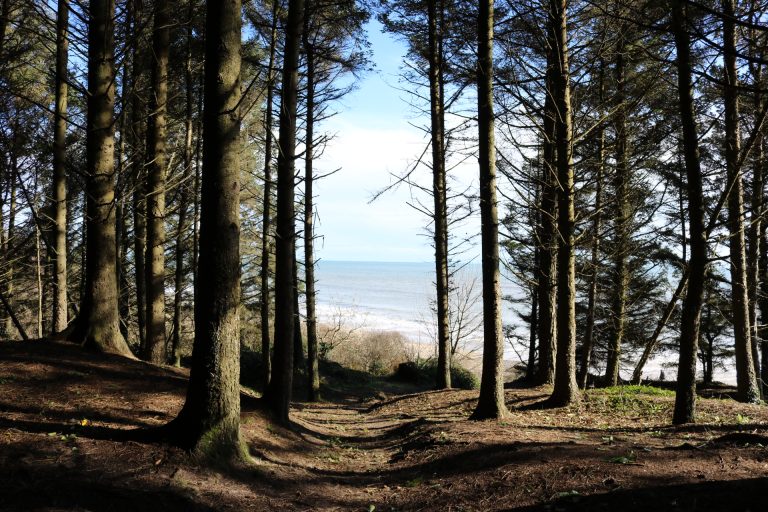 Woodland and forest