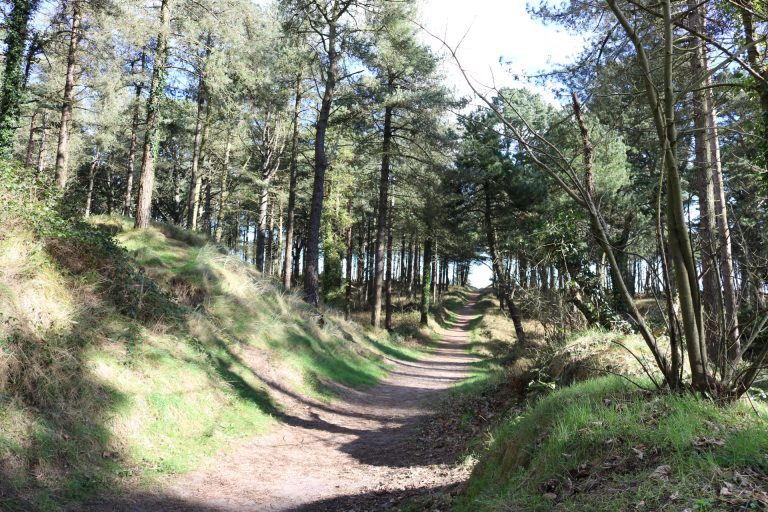Curracloe Woods Culletons Gap