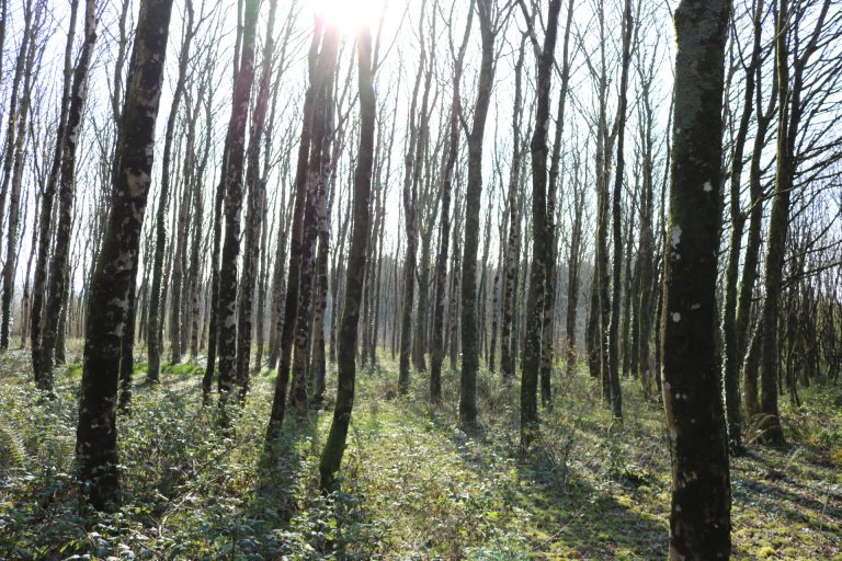 Slieve Colitia JFK Arboreteum